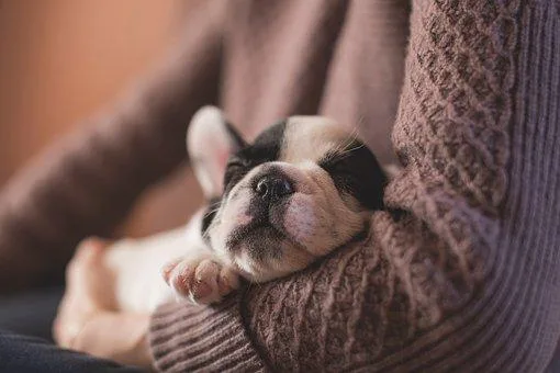 Pet Transportation from Texas to Anywhere in the U.S.