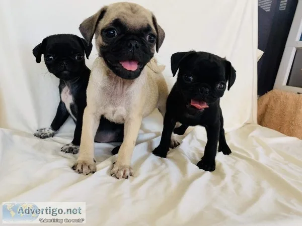 Pug Puppies
