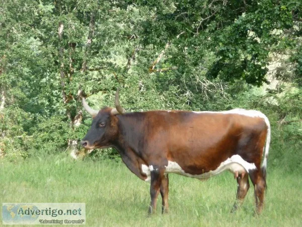 Cow- bred