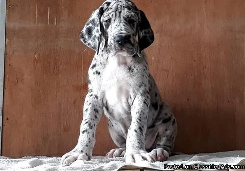 HARLEQUINBLUE Great Dane pups