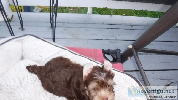 AKC Yorkie Puppy