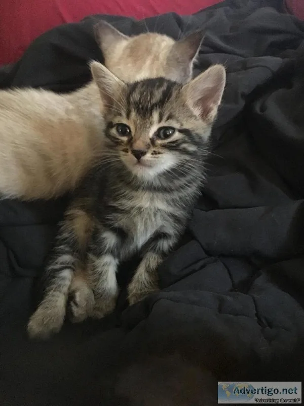 Kittens