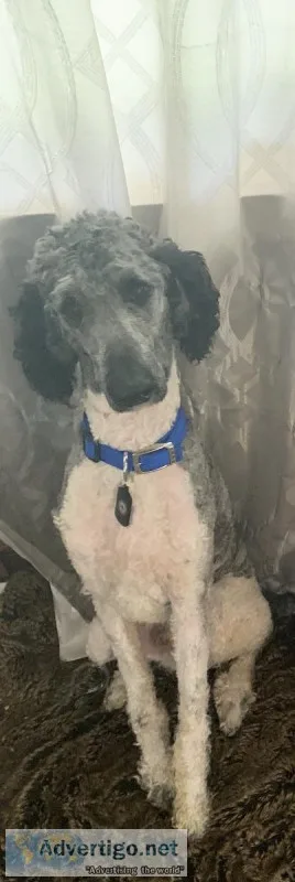 4 yr old Male Parti Standard Poodle