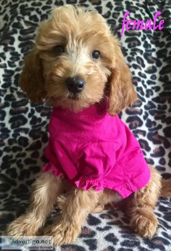 golden doodles