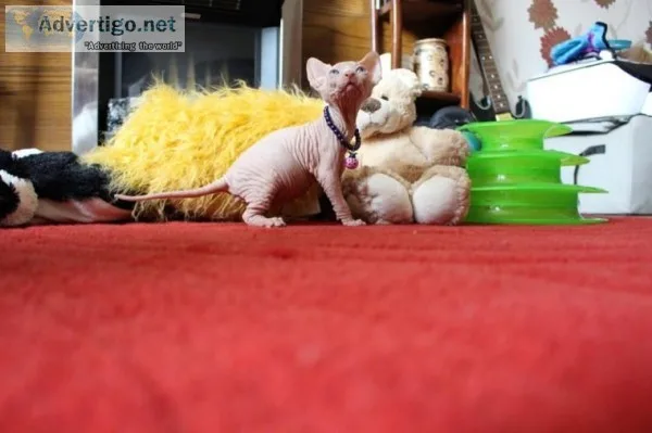 ready Now Stunning Sphynx Kitten
