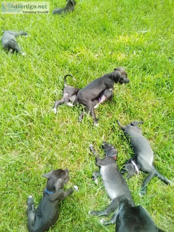 BLK Great Dane Puppies