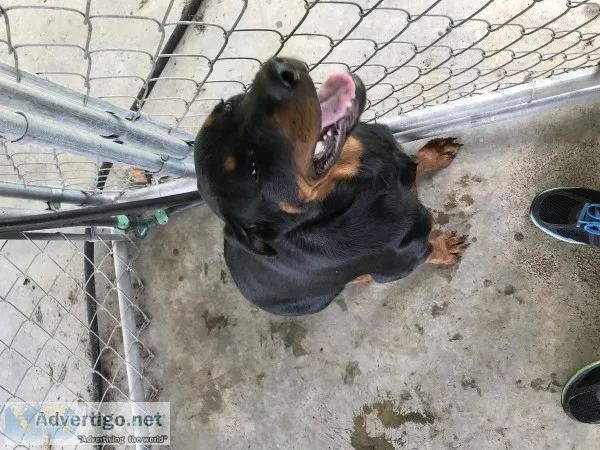 Rotweiler for sale
