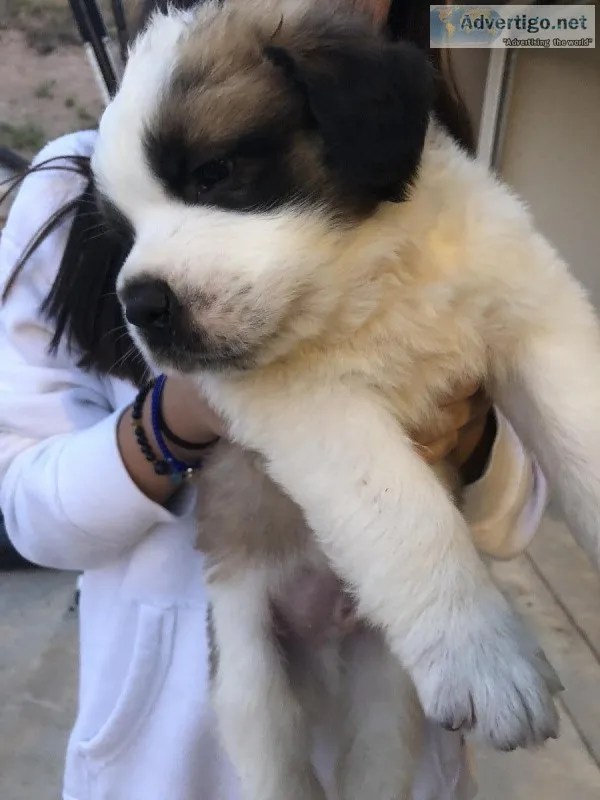 Saint Bernard Puppies