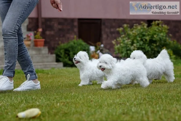 Maltese puppies for sale
