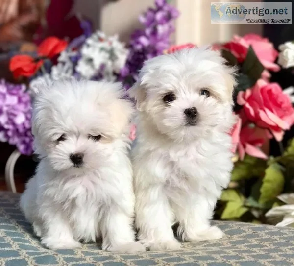 Maltese puppies for sale