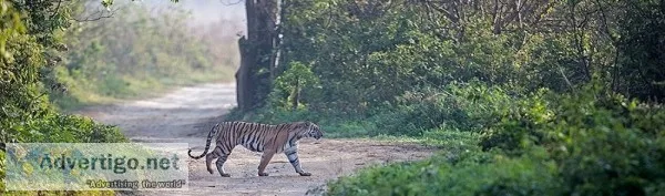Indian jungle safari tours- Tiger safari