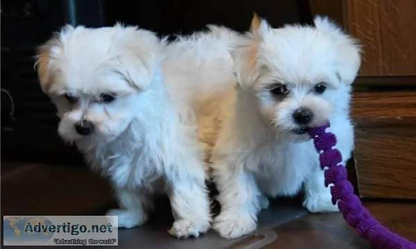 Maltese puppies for sale