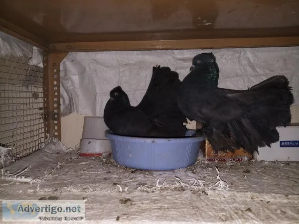 Black Fantail Pigeon For Sale Cell  8978484632