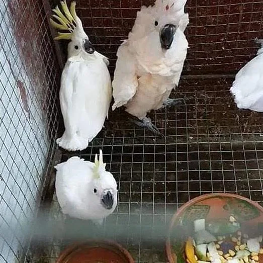 Cockatoo