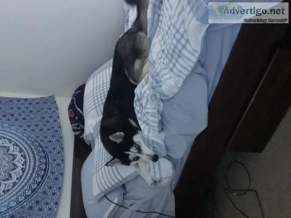 Siberian Husky
