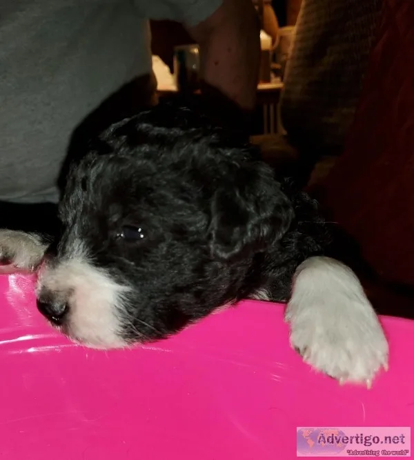Labradoodles