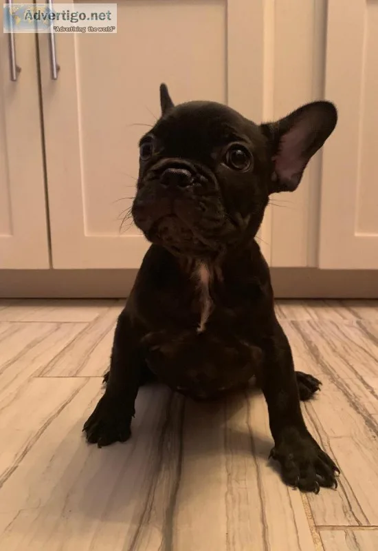 French Bulldog