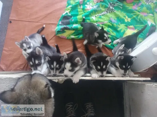 Siberian Husky puppies