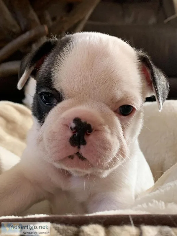 6 Beautiful French Bulldogs for Sale