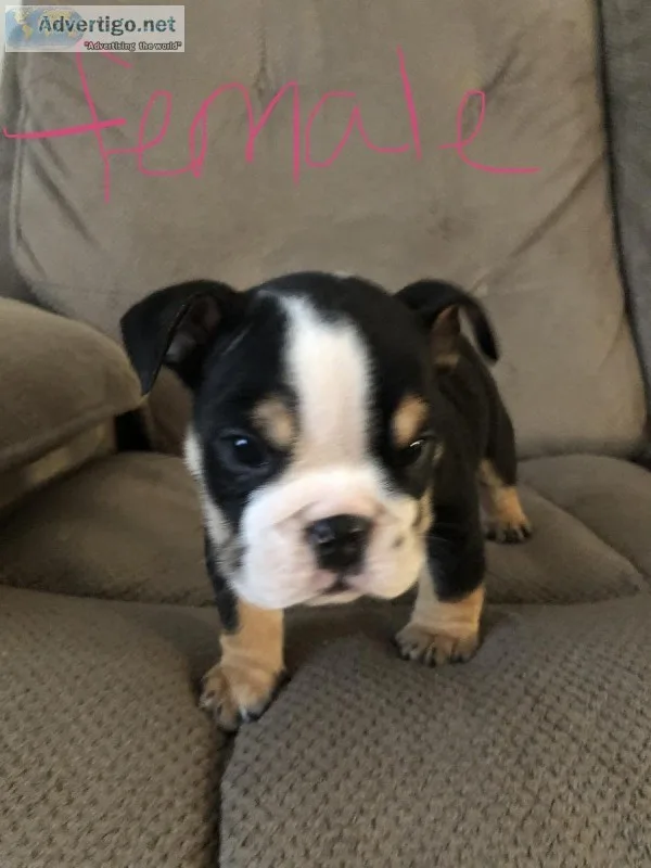 English Bulldogs