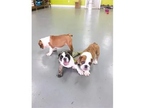 English Bulldog Puppies