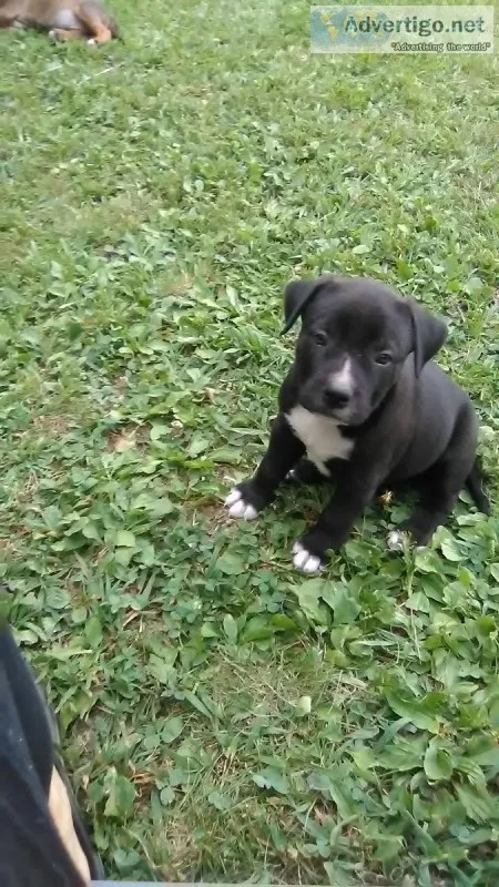 Need homes