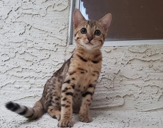 Royal bengal for sale
