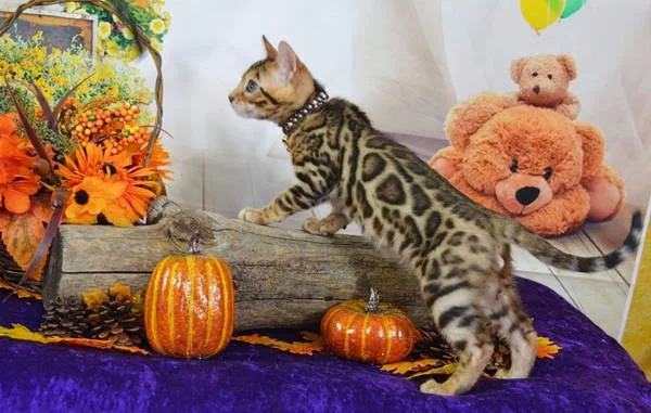 Bengals for sale