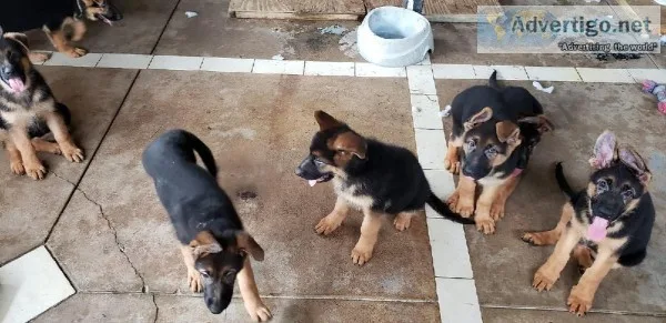 AKC german shepherd puppies ready for forever homes Champion blo