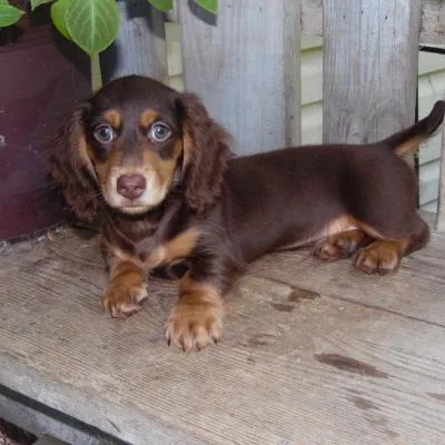 Dachshunds puppies AKC 10 weeks
