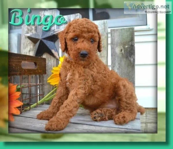 Bingo Male AKC Mini Poodle