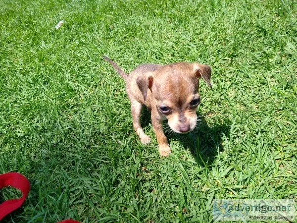chihuahua puppy