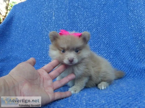 Fluffy Pomeranian Puppies