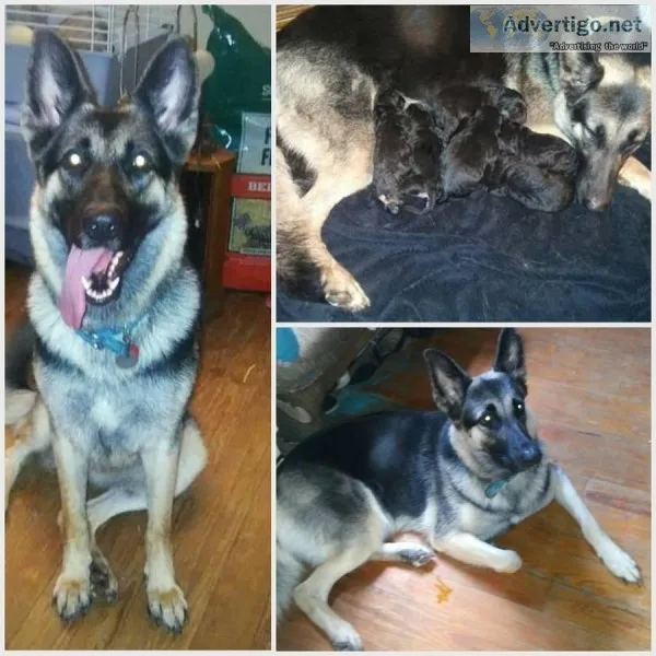 King Boned Registered German Shepherd Puppies