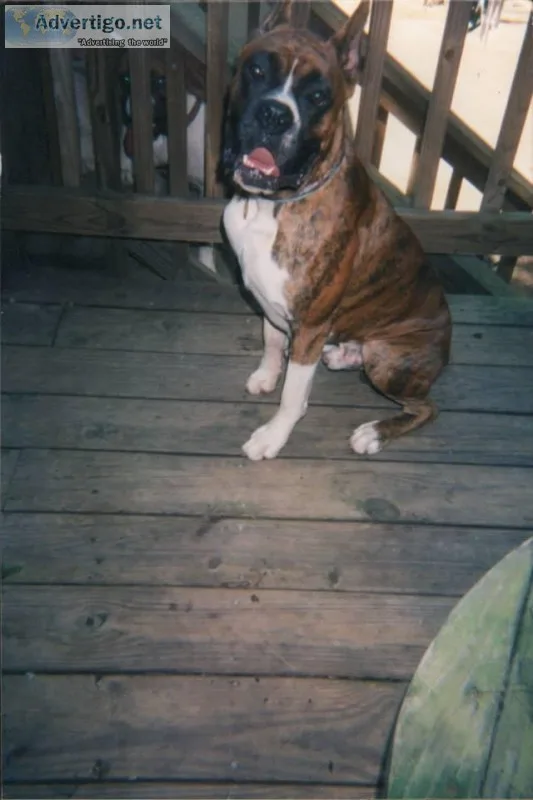 PUREBRED BOXER