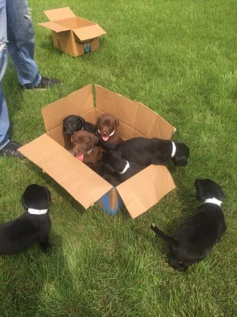 Lab puppies