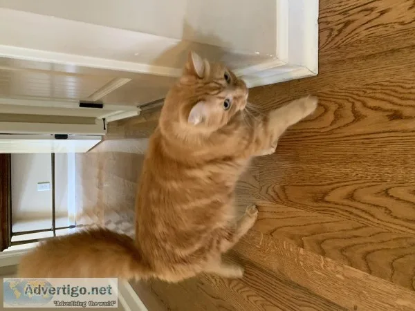 Free Tabby cat