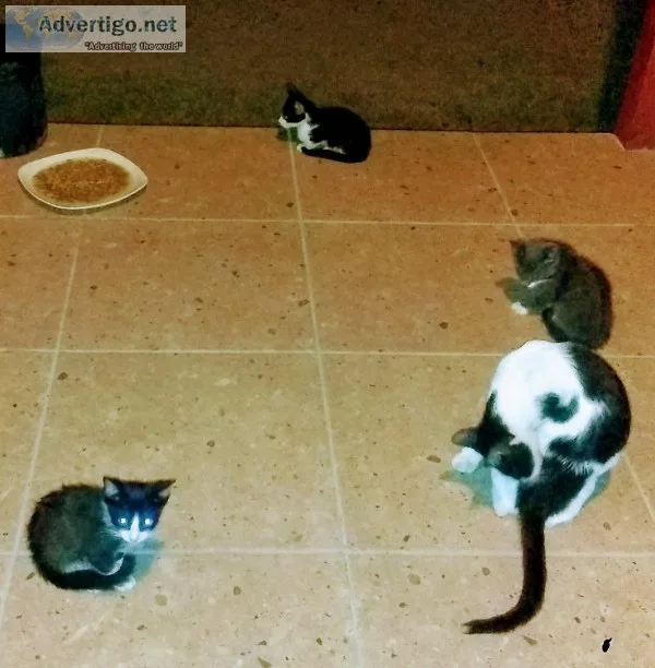 3 gatitos 2 meses de edad ya comen .