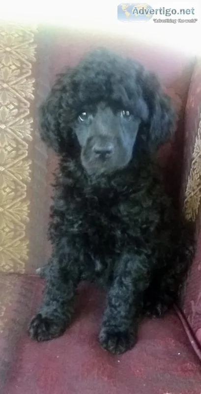 Beautiful Mini Poodle Pups Ready NOW.. 8819 LockportNY