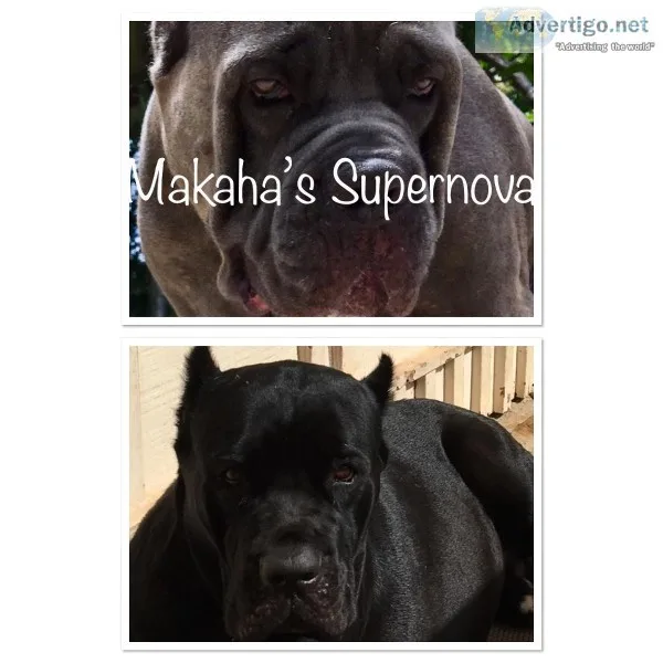 CANE CORSO ITALIAN MASTIFF PUPPIES AKC