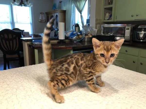 Sweet bengals for sale