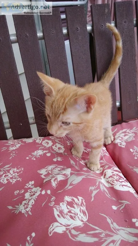 Male six-week-old kitten