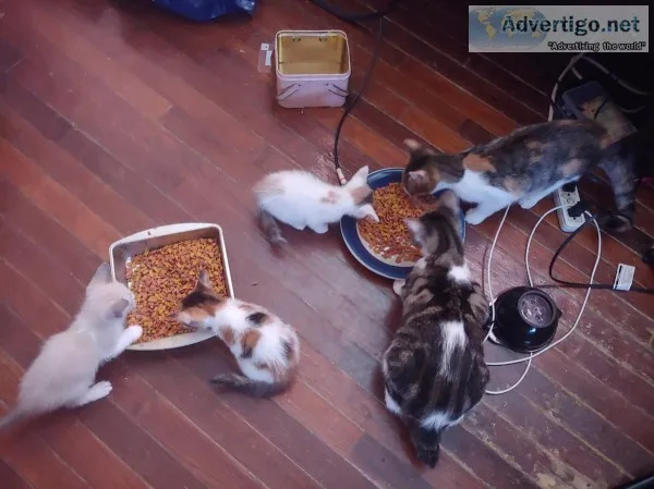 Kittens and one pregnant cat for sale