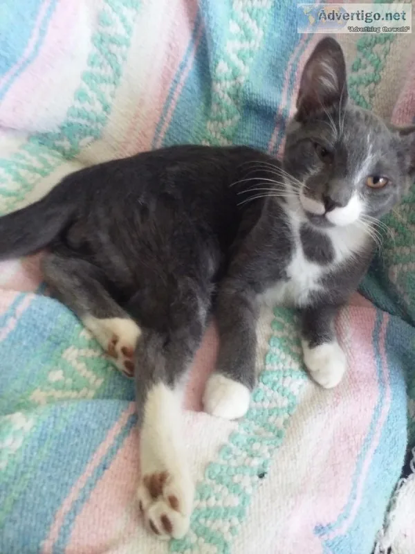 Kittens