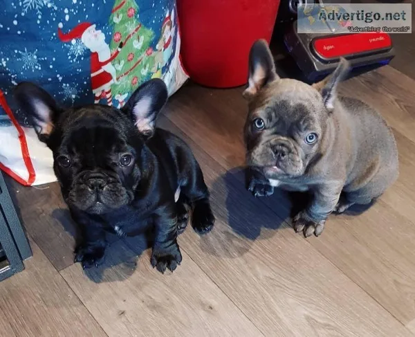 Aka registered French bulldog