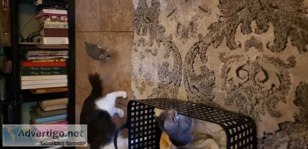 Bobtail kittens