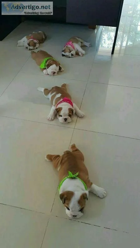 English bulldog puppuies