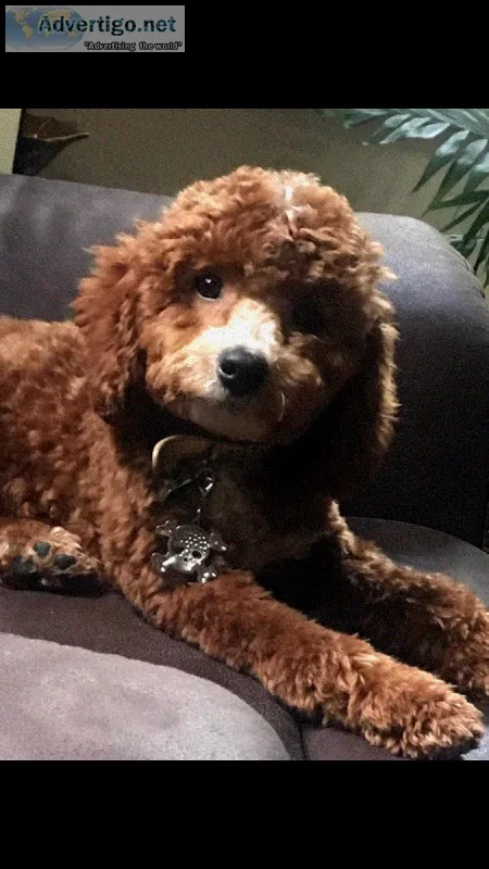 Poodle mix wCavalier King Charles Spaniel