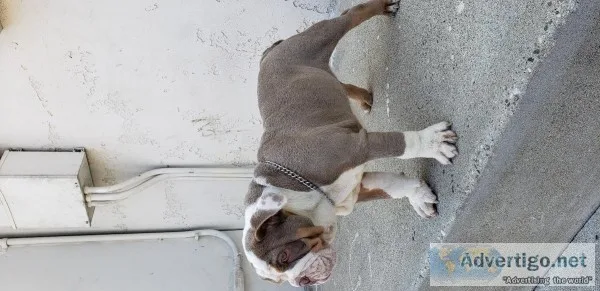 English Bulldog Puppy (Lilac Tricolor)