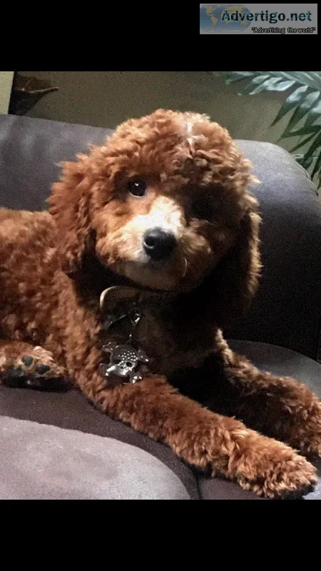 Poodle mix wCavalier King Charles Spaniel